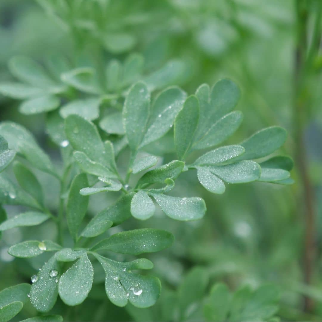 Semer et cultiver la Ruta graveolens monde vegetal