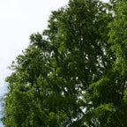 Semer les graines de Metasequoia glyptostroboides et cultivez un des plus beaux conifères du monde