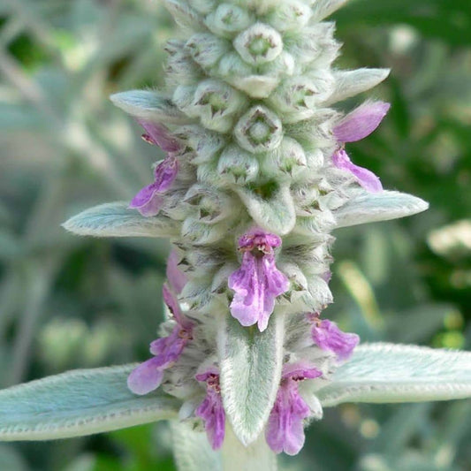 Stachys byzantina Stachys lanata épiaire de byzance épiaire laineuse monde végétal