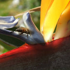Strelitzia reginae oiseau de paradis monde vegetal plante rare à cultiver