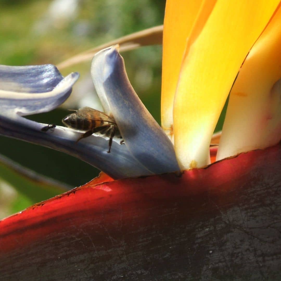 Strelitzia reginae oiseau de paradis monde vegetal plante rare à cultiver