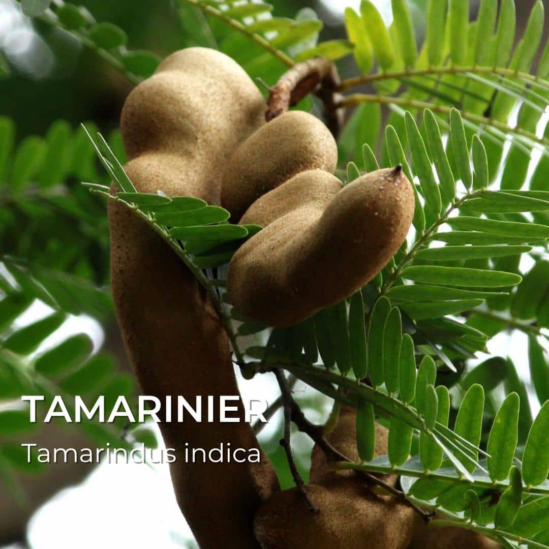 Grainebox — Les Merveilles d’Afrique