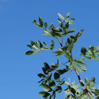 Térébinthe isolé au soleil dans un jardin sec et caillouteux