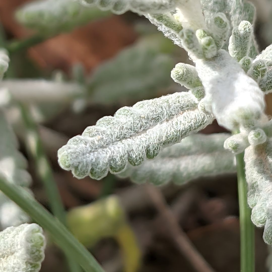 Teucrium polium polium feuilles laineuses avec un duvet blanc argenté