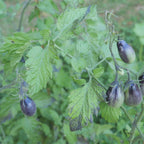 Tomate indigo pear drops à semer