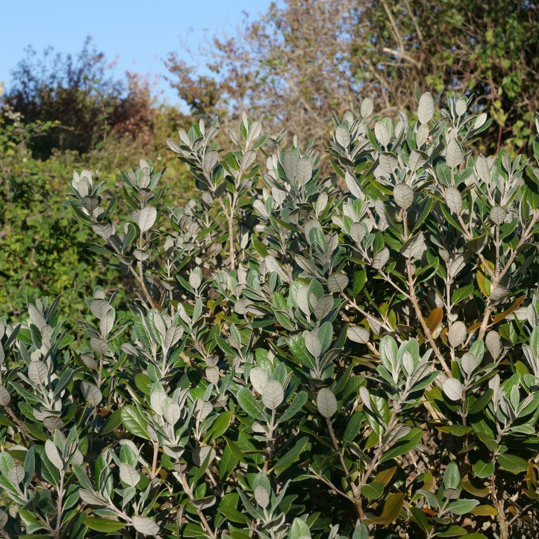 Tout savoir sur le goyavier du brésil monde vegetal
