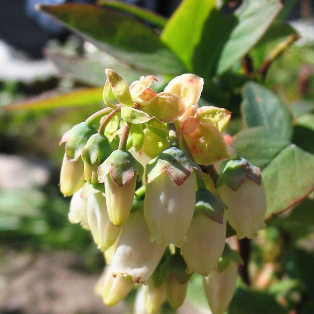 Vaccinium corymbosum Pink Lemonade  en fleurs monde vegetal