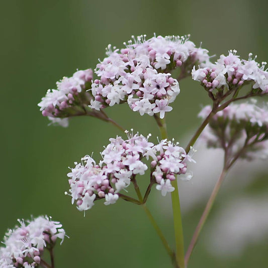 Valériane Officinale Valeriana officinalis plantes médicinales monde végétal