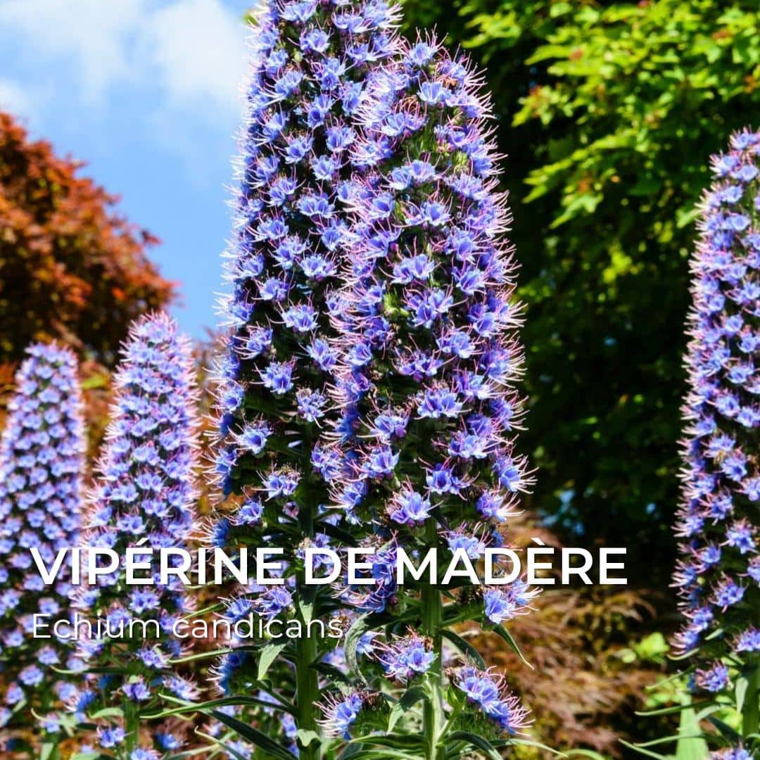 Grainebox — Les Merveilles d’Afrique