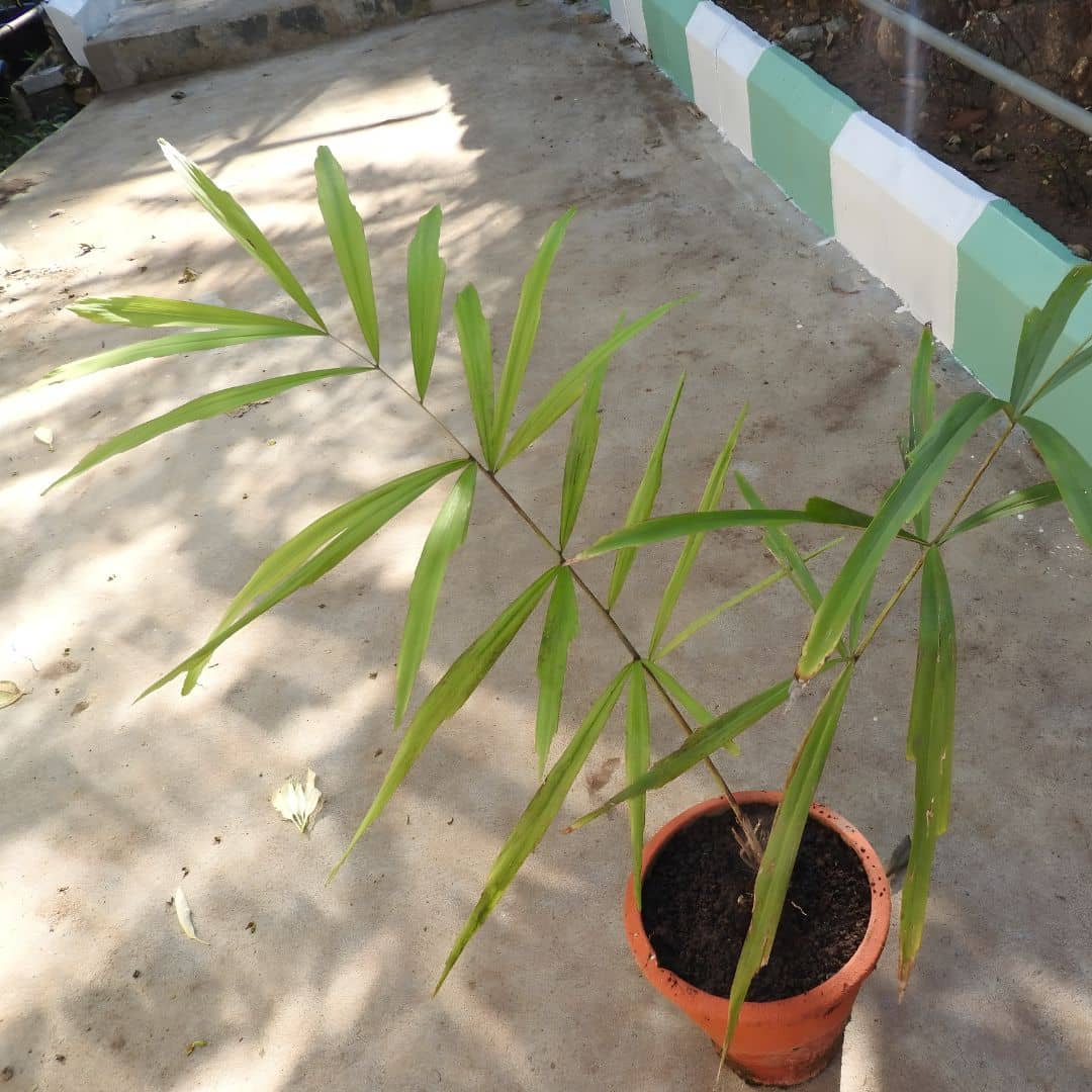 Wallichia disticha comment semer les graines