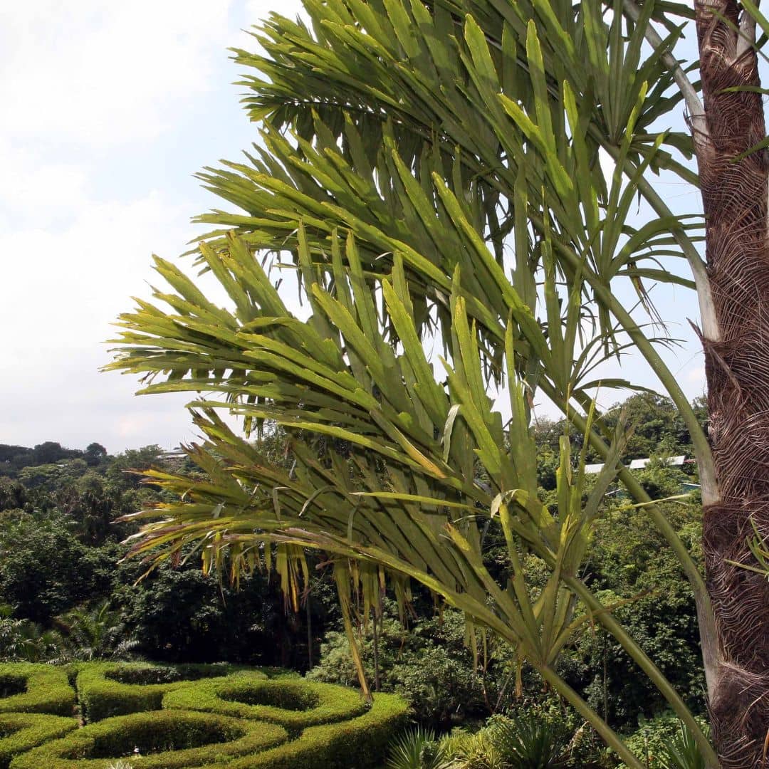 Wallichia disticha feuilles persistantes