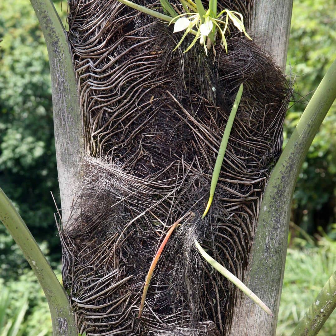 Wallichia disticha palmier rare à cultiver en serre ou veranda monde vegetal