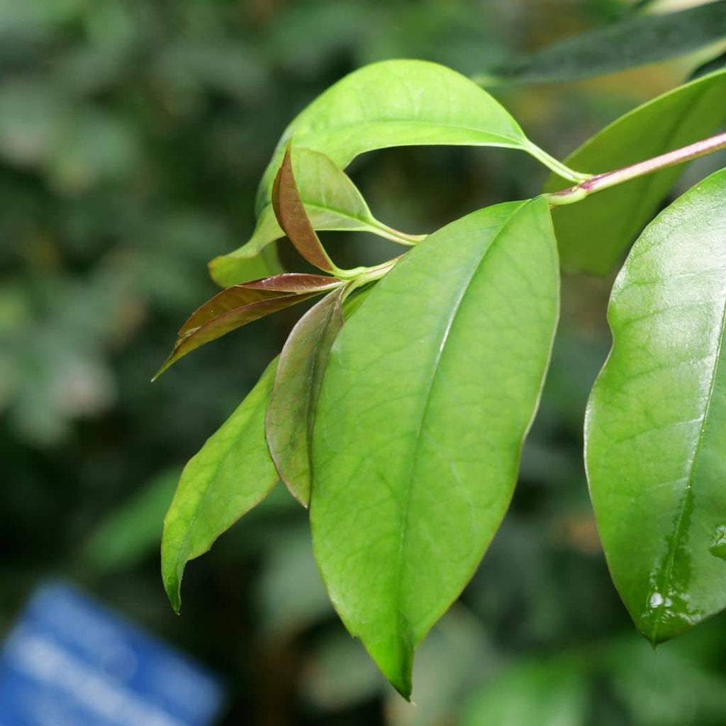 Yerba maté adulte en pleine terre dans son milieu d’origine, en Amérique du Sud un petit arbre au port arrondi.