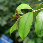 Yerba maté adulte en pleine terre dans son milieu d’origine, en Amérique du Sud un petit arbre au port arrondi.
