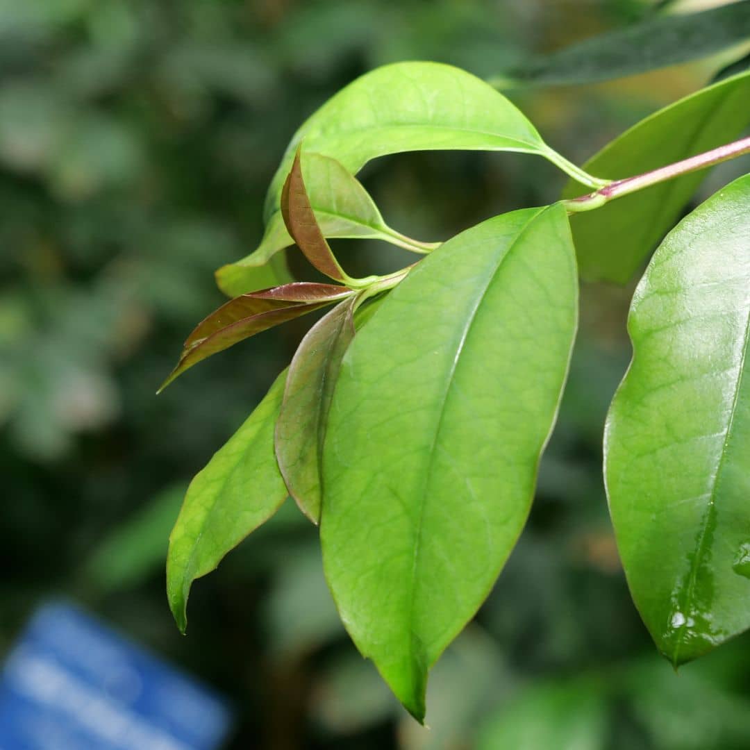 Yerba maté adulte en pleine terre dans son milieu d’origine, en Amérique du Sud un petit arbre au port arrondi.