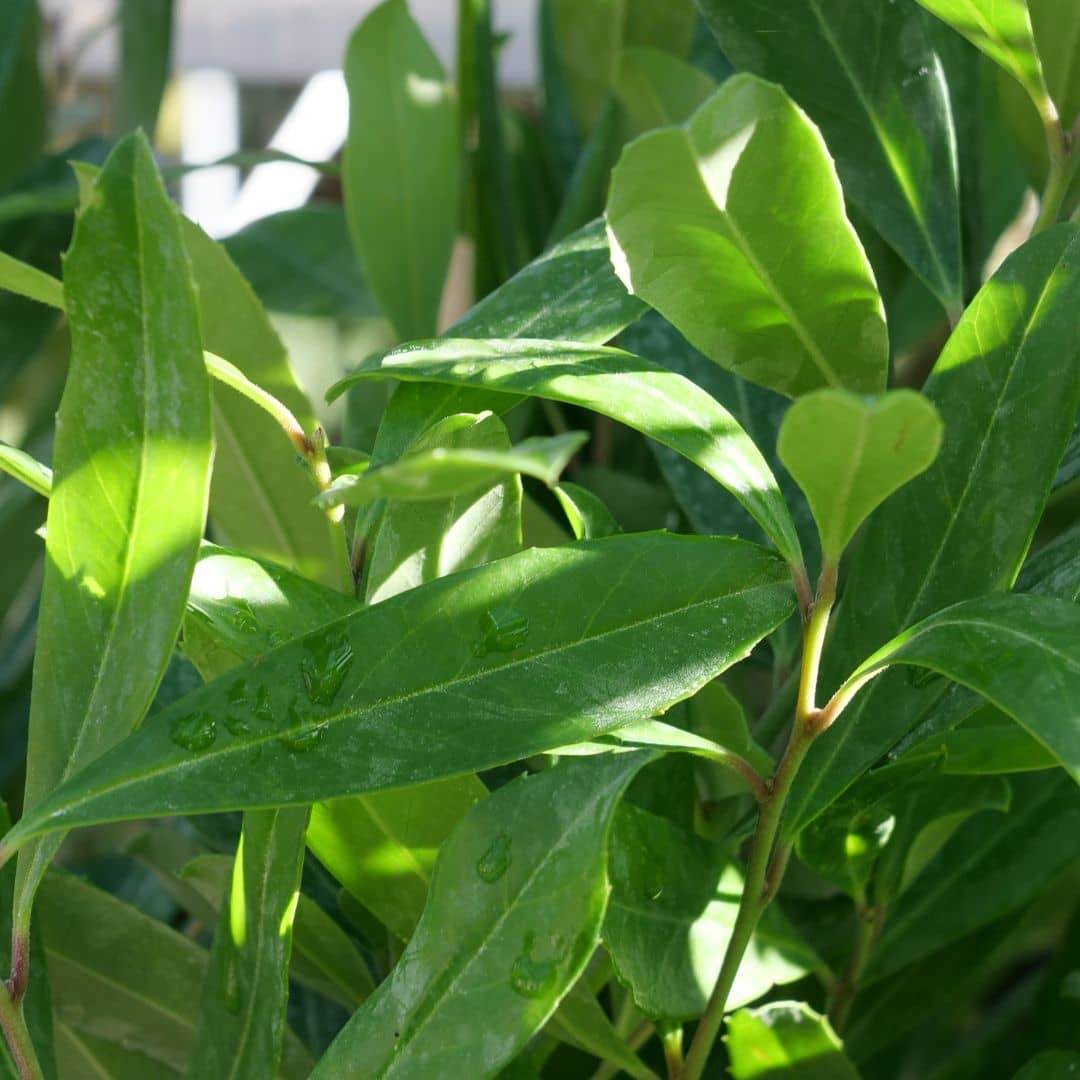 Yerba maté cultivée en grand pot sur une terrasse à mi-ombre, en été.
