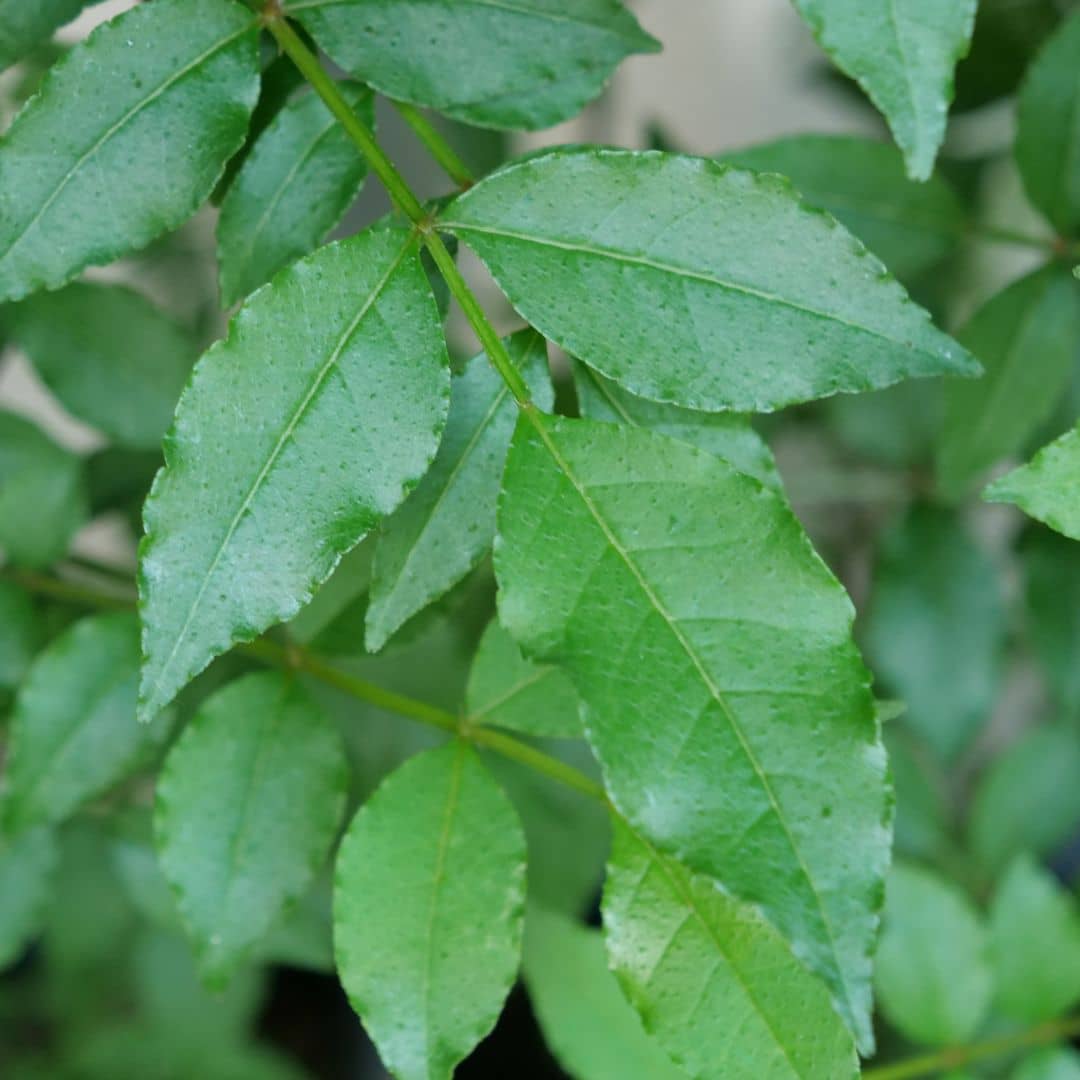 Zanthoxylum piperitum à planter en pot de 3 ou 4 litres