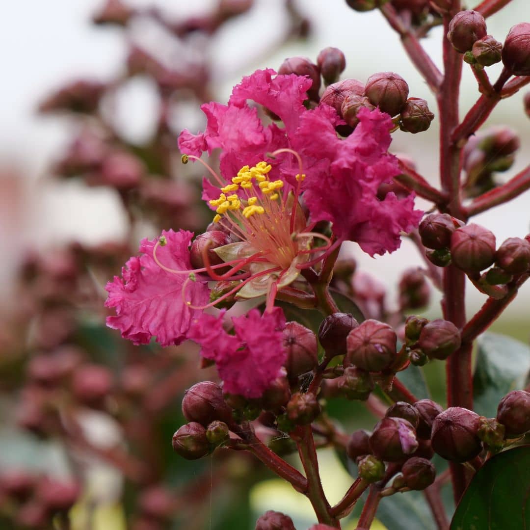 Zoom sur la fleur du Lagerstroemia indica  lilas des indes 