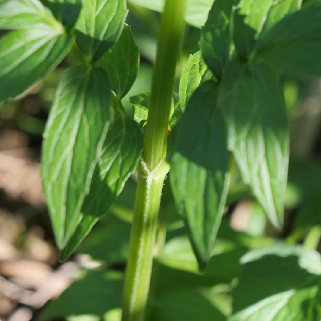 Zoom sur la tige de la valériane officinale monde vegetal