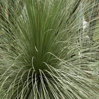 Dasylirion à feuilles de jonc (Dasylirion longifolium)