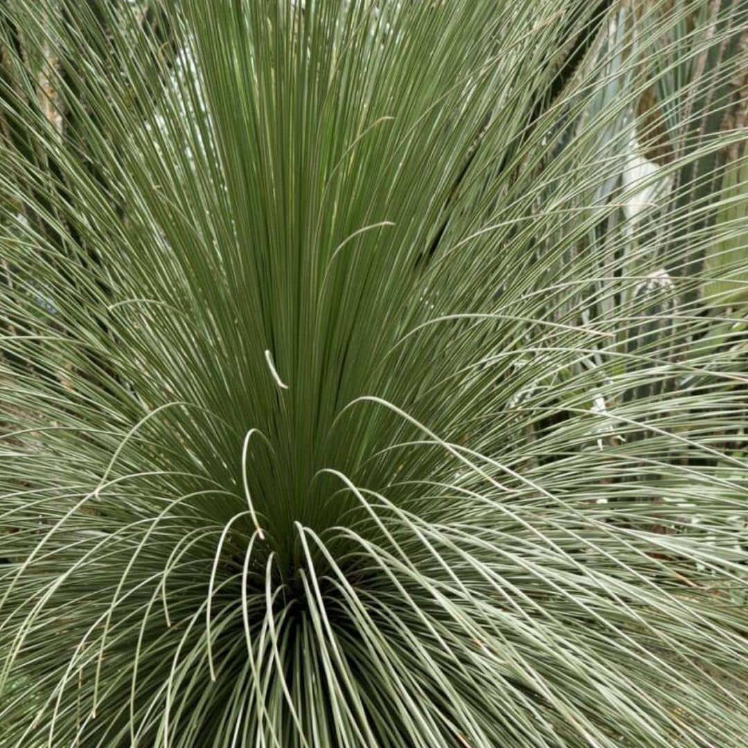 Dasylirion à feuilles de jonc — Plant
