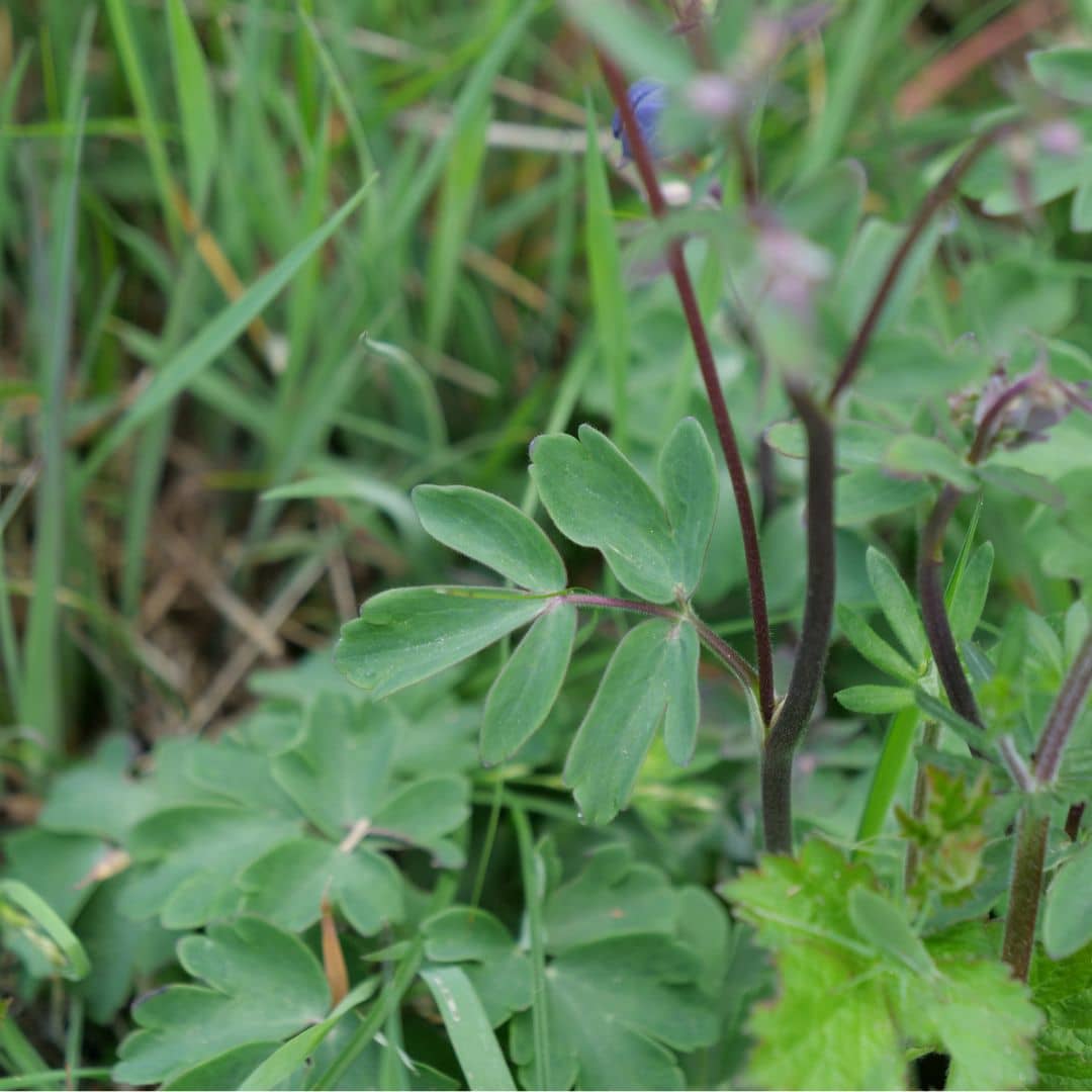 Zoom sur les feuilles d'Ancolie Commune