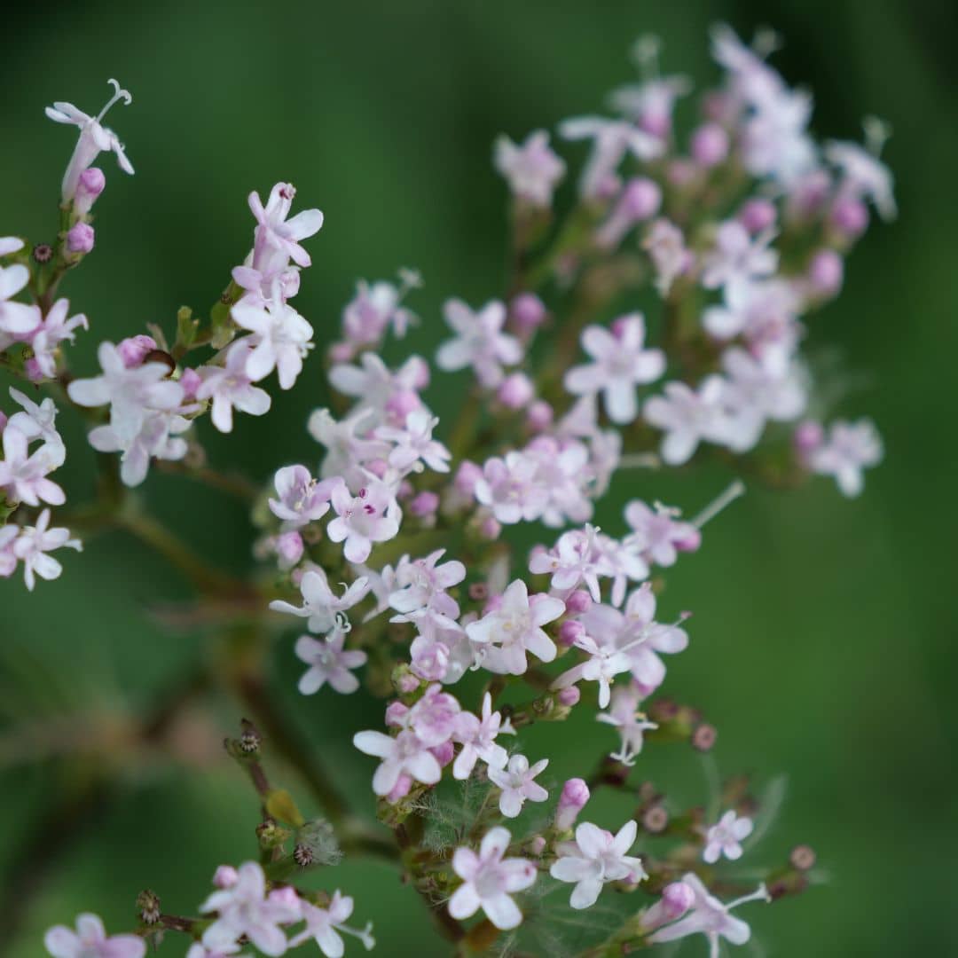 Zoom sur les fleurs du plant de Valériane officinale valeriana officinalis monde vegetal