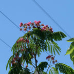 accacia de constantinople albizzia julibrissin arbre d'ombre qui fait de belles fleurs roses d'été