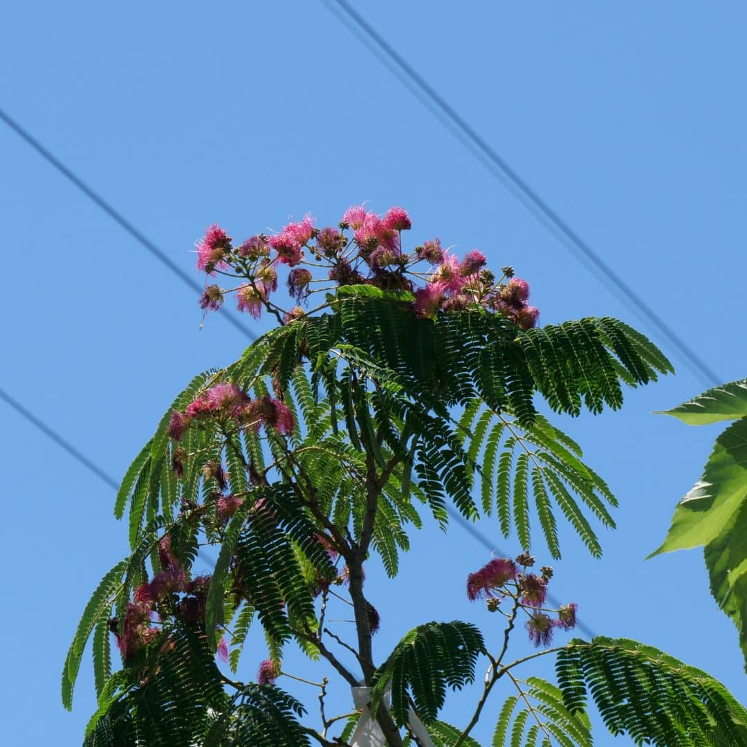 accacia de constantinople albizzia julibrissin arbre d'ombre qui fait de belles fleurs roses d'été