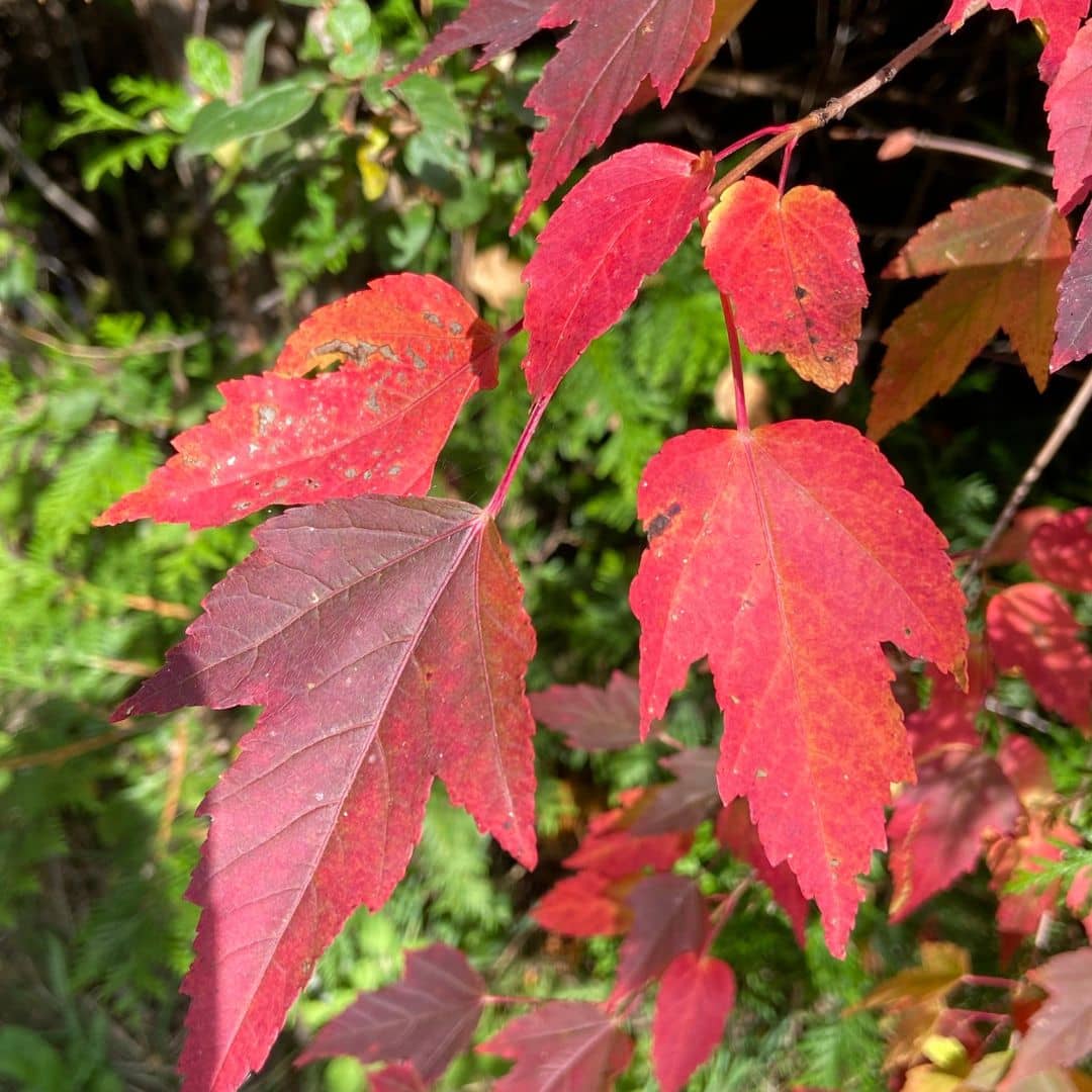 acer ginnala érable trident et ses belles couleurs flamboyantes d'automne