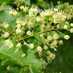 acer ginnala et ses fleurs qui attirent les abeilles