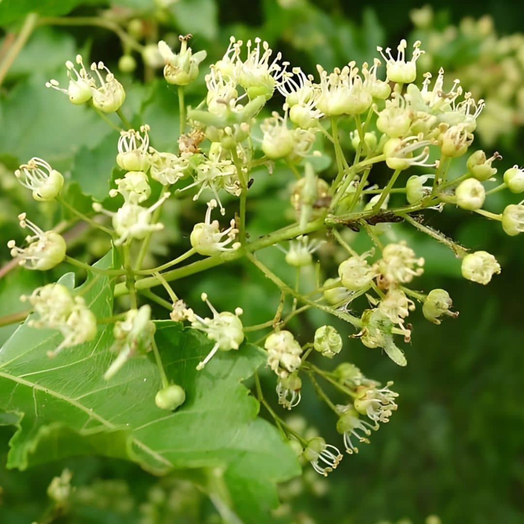 acer ginnala et ses fleurs qui attirent les abeilles