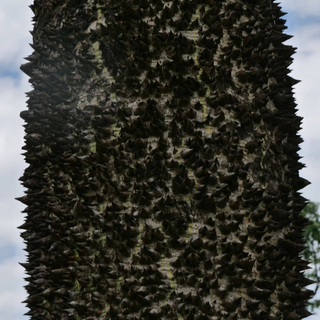 arbre a tronc epineux graphique faux kapokier ceiba insignis