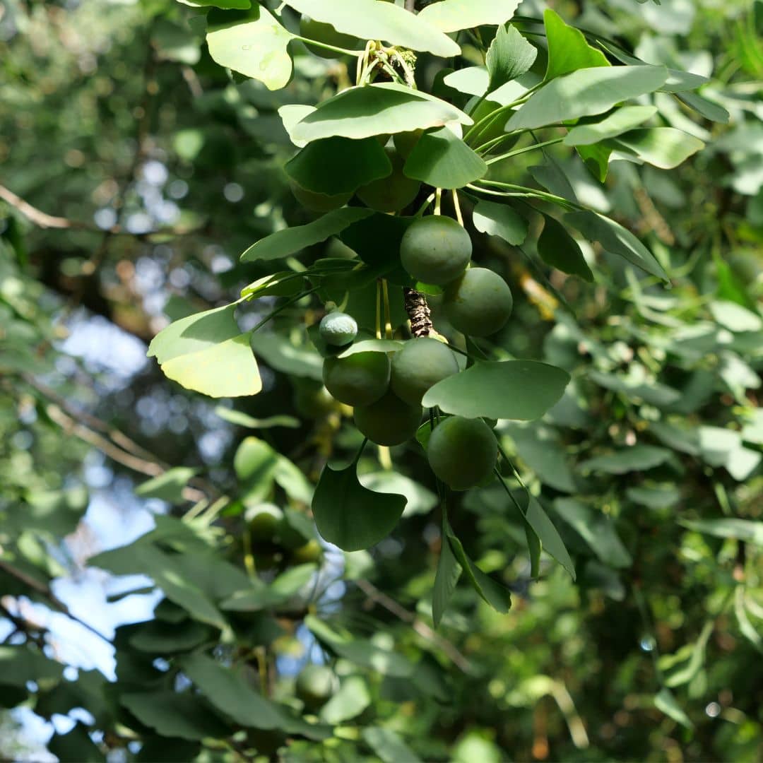 arbre aux abricots d'argent Ginkgo biloba à planter monde végétal