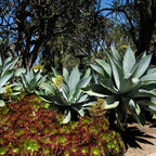 association agave attenuata plantes grasses pour rocailles