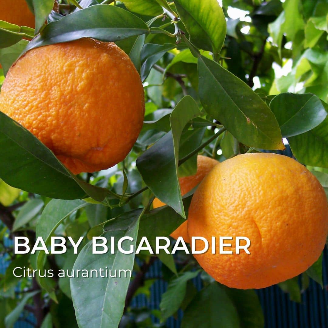 BABY PLANT - Bigaradier (Citrus aurantium) - agrumes