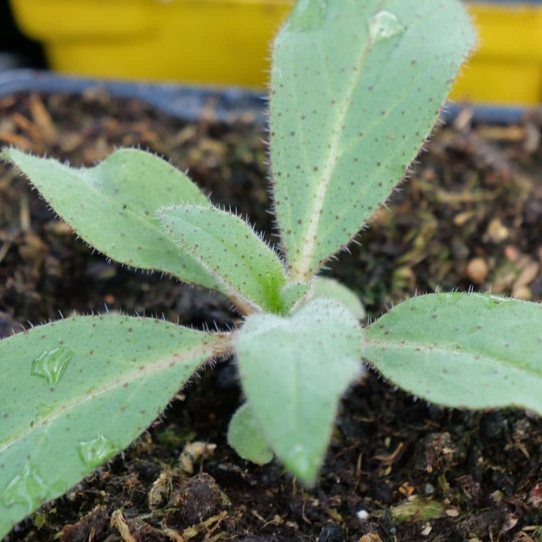 baby plant d'echium candicans viperine de madere plante rare qui supporte le sec 