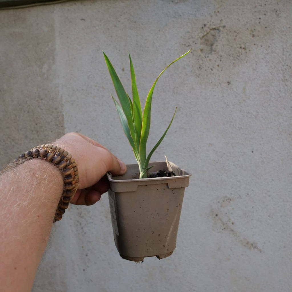 baby plant de dracaena draco dragonnier des canaris plantes xérophyte rare à cultiver