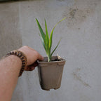 baby plant de dracaena draco dragonnier des canaris plantes xérophyte rare à cultiver