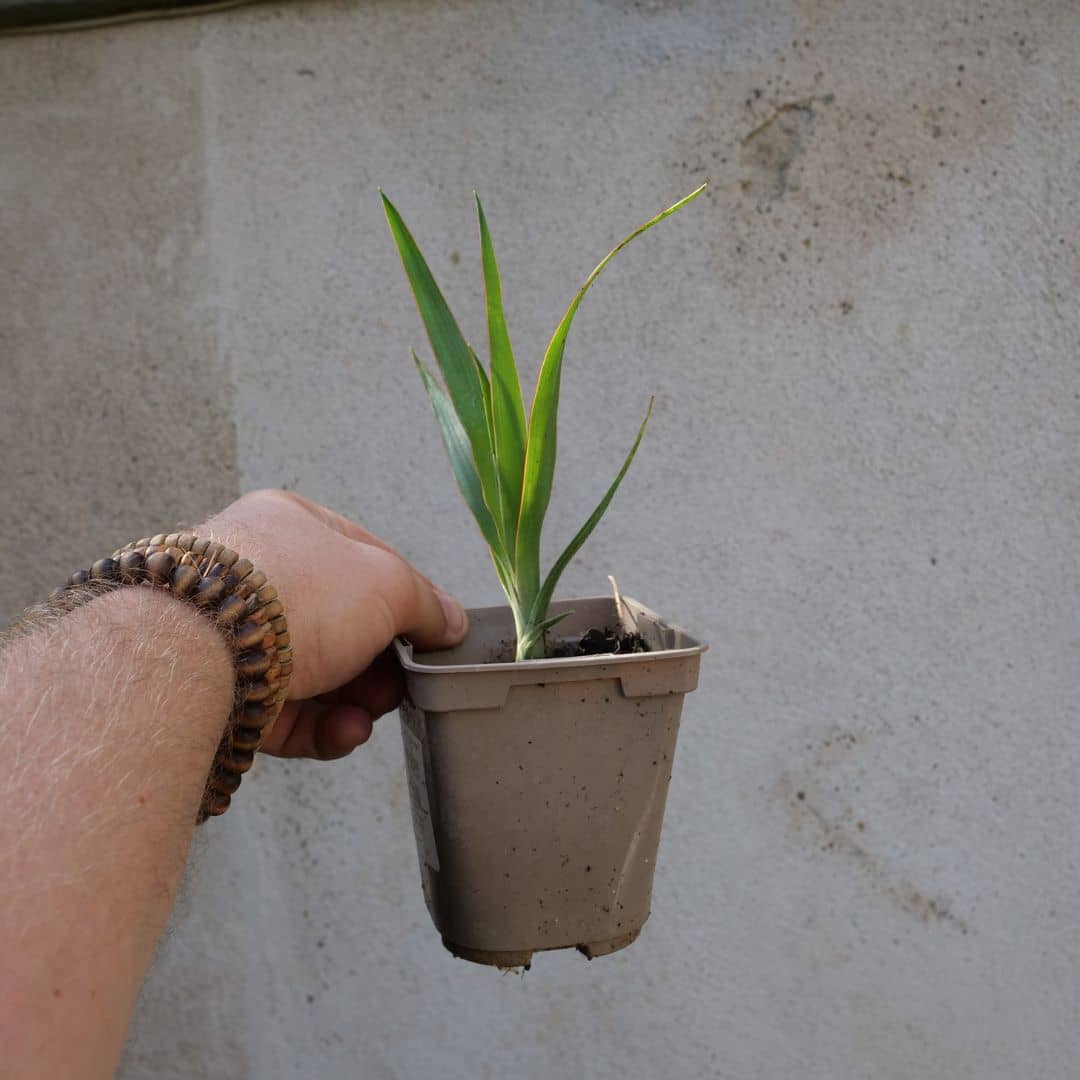 baby plant de dracaena draco dragonnier des canaris plantes xérophyte rare à cultiver