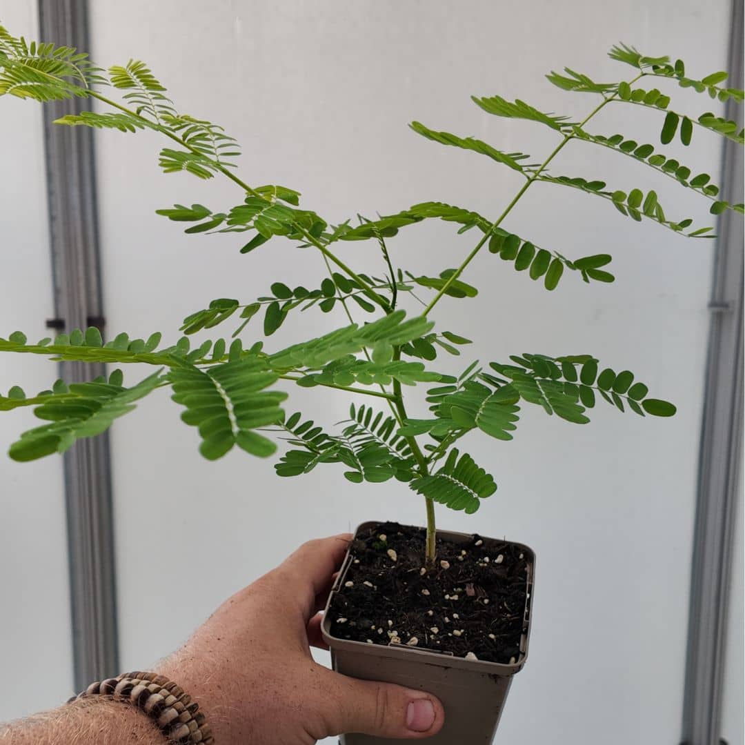 baby plant de flamboyant rouge delonix regia arbre rare de collection