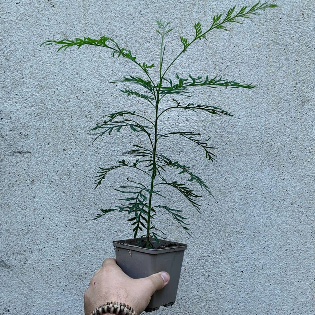 baby plant de grevillea robusta chene soyeux d'australie plante rare et insolite du monde vegetal