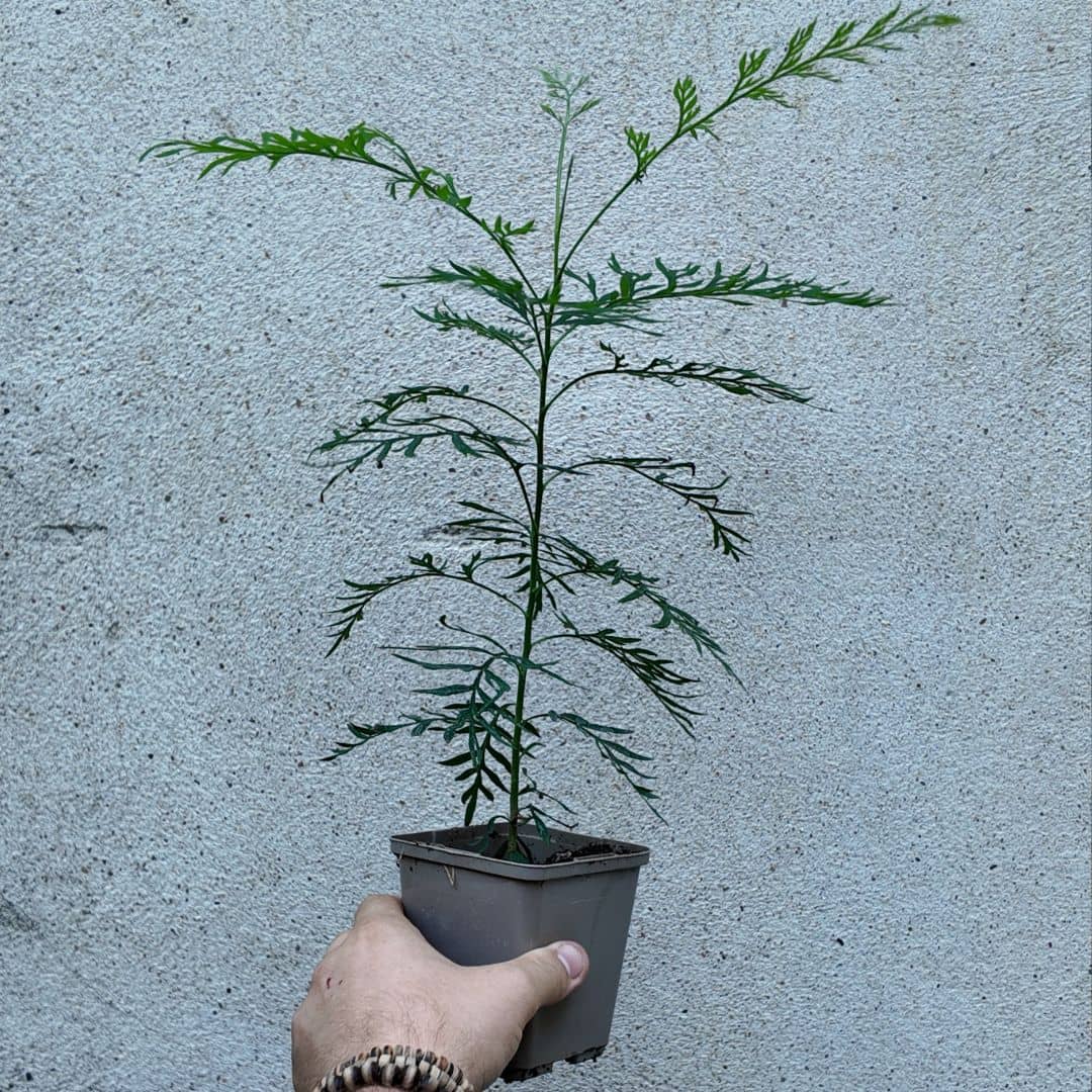 baby plant de grevillea robusta chene soyeux d'australie plante rare et insolite du monde vegetal