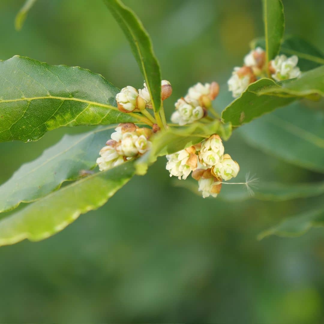 baby plant de laurier sauce laurus nobilis à cultiver en pot ou en pleine terre