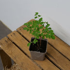 baby plant de moringa oleifera à cultiver en pot avec les conseils pour savoir comment l'hiverner