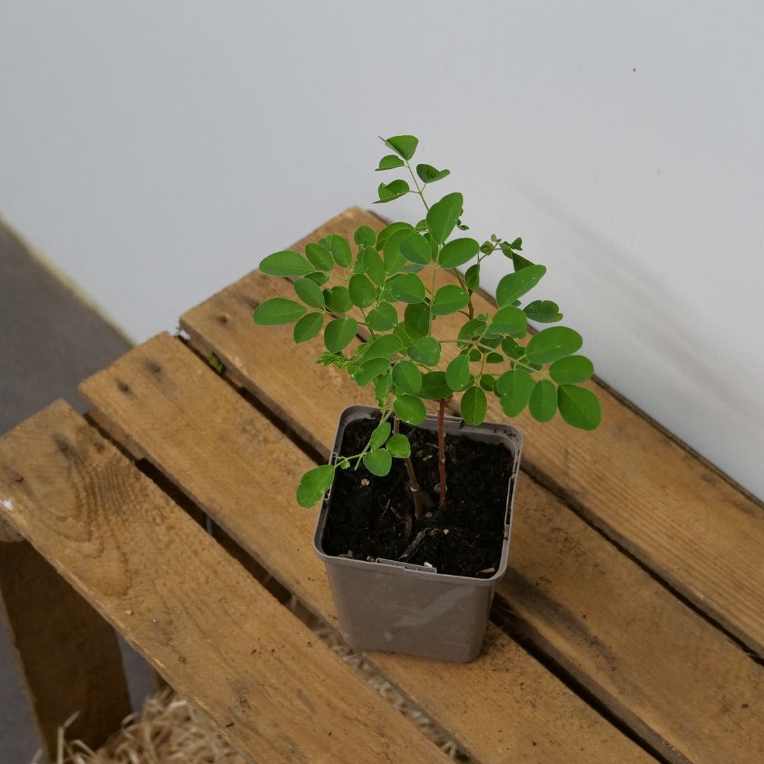 baby plant de moringa oleifera à cultiver en pot avec les conseils pour savoir comment l'hiverner