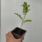 baby plant de peltophorum pterocarpum de monde vegetal