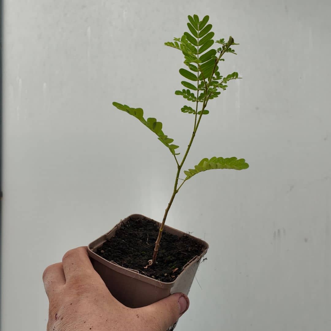 baby plant de peltophorum pterocarpum de monde vegetal