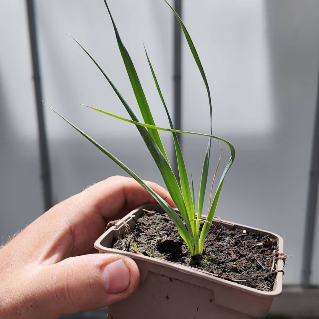 baby plant de yucca rostrata a collectionner