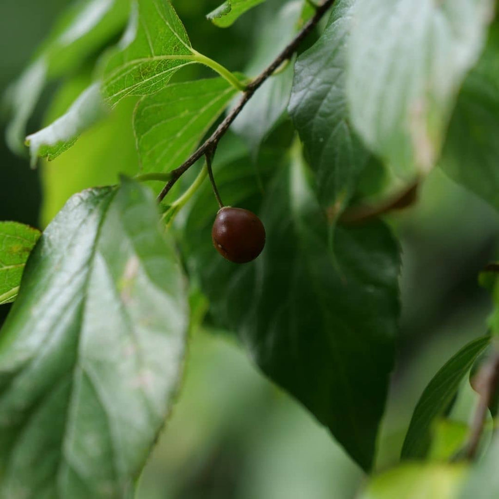 baies comestibles du celtis occidentalis le micocoulier americain 